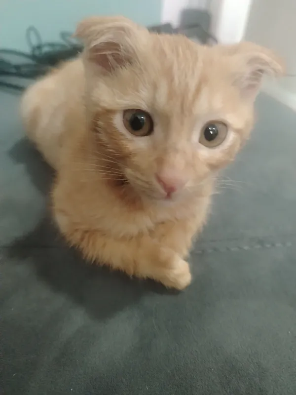 Котик