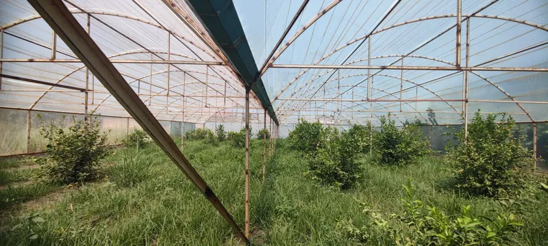 Parnik Teplitsa sotiladi srochna 5