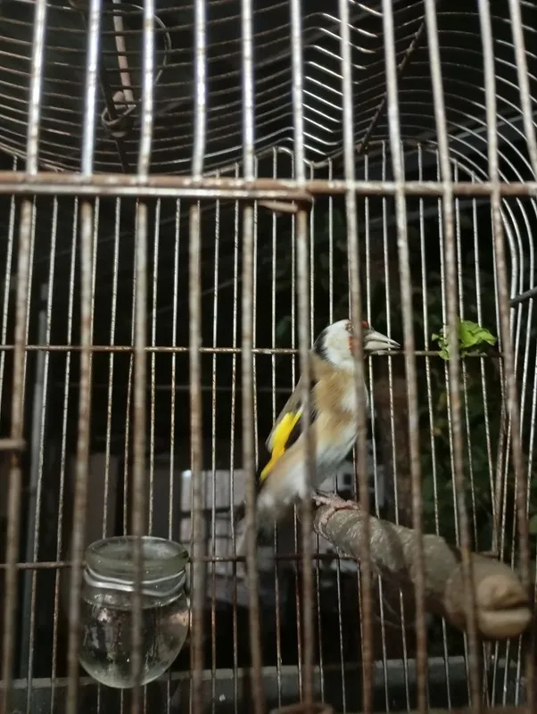 Kokil qush yirik sotiladi 5 Kokil qush yirik sotiladi 5