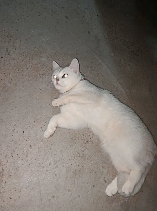 serebresty shinshila sotuvda 2 serebresty shinshila sotuvda 2