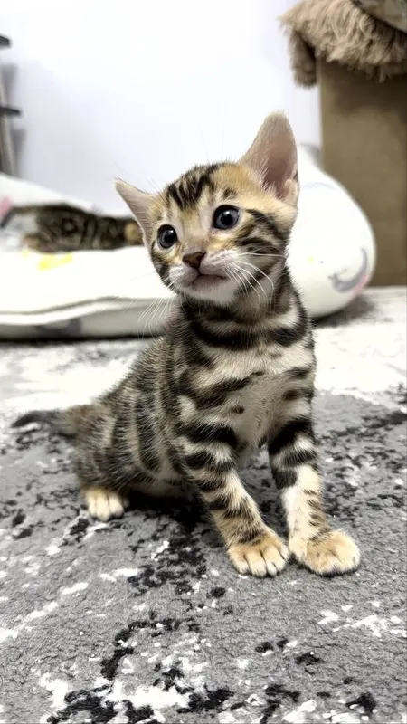 Клубные бенгальские котята 3 Клубные бенгальские котята 3