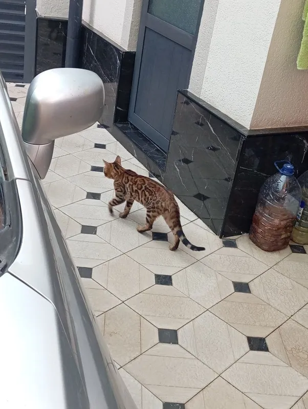 Zoti Bengal toza zot o'g'il 2 Zoti Bengal toza zot o'g'il 2