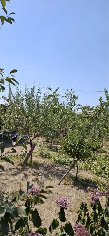 Mirzo ulugbek tumani chingildi yangi o’zbekiston — фото 4
