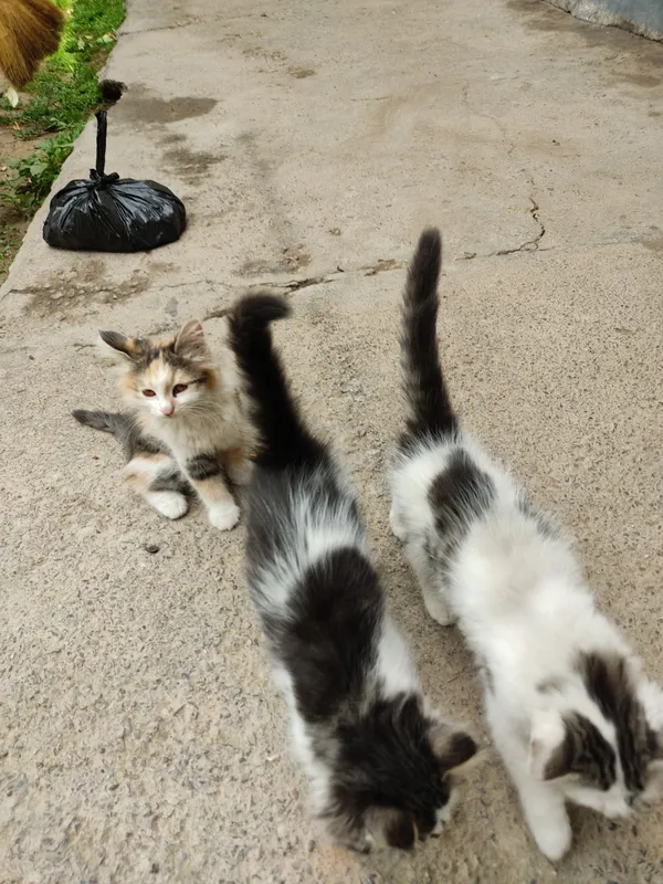 котята два месяца — фото 5