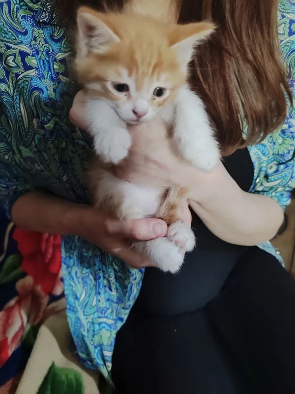 Котята в добрые руки — фото 3