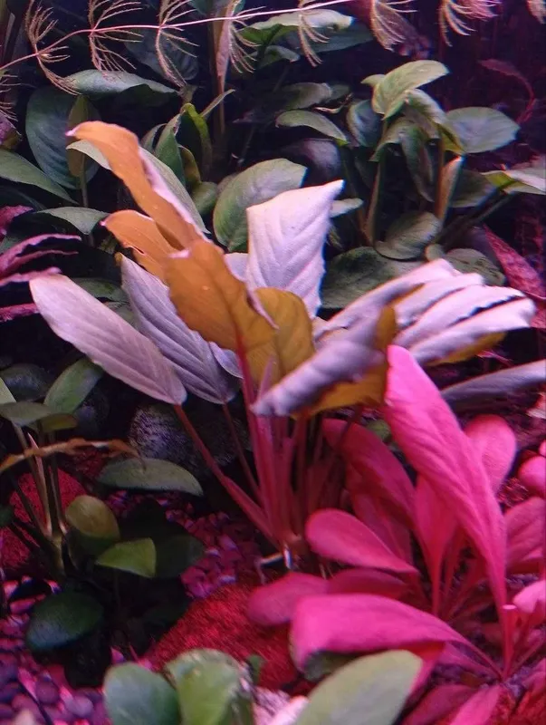 Фуртадоа сумматранская (Furtadoa sumatrensis). Аквариумное растение. 2