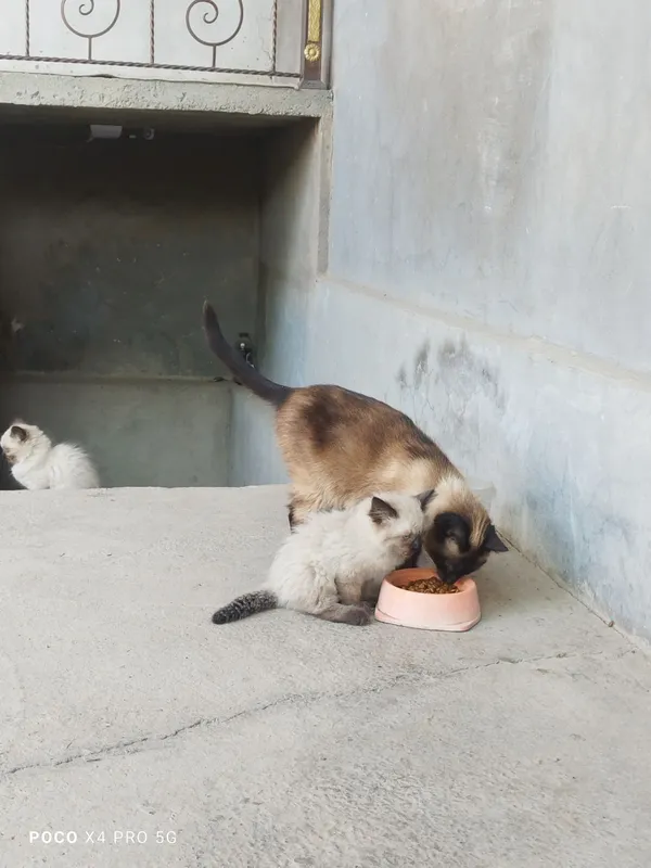 Сиамские котята. — фото 2