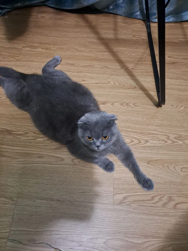 Красивые котята в добрые руки 5 Красивые котята в добрые руки 5