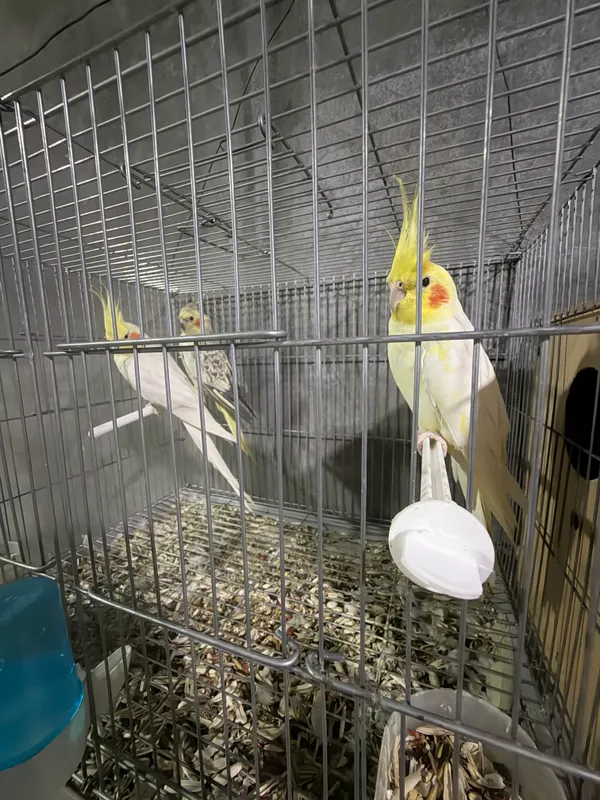 Все кареллы в продаже 5