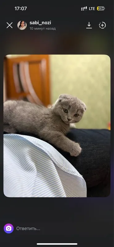 Мушукла сотилади , яхши кулларда 4 Мушукла сотилади , яхши кулларда 4