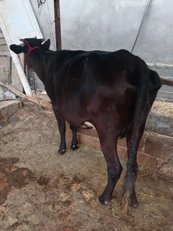Ona bola sigir sotiladi bolasi buqacha 2-qorin 3 Ona bola sigir sotiladi bolasi buqacha 2-qorin 3