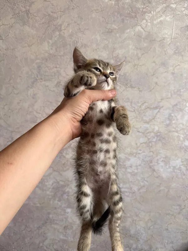 Бенгальский котенок мальчик и девушка