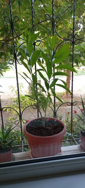 Aloe guli , Алое гули 2 Aloe guli , Алое гули 2