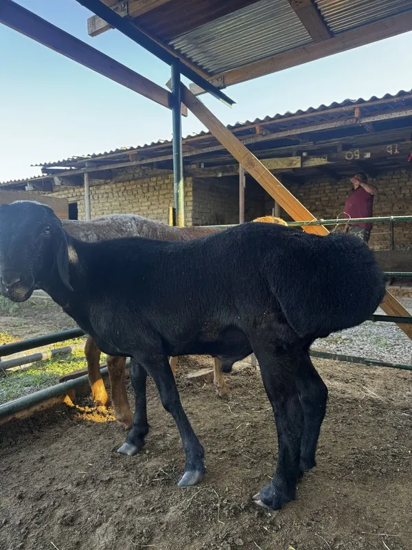 Qo’chqor 73 kilogramm