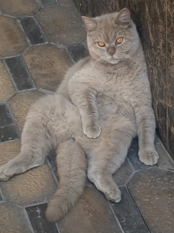 Продаётся кошка 2