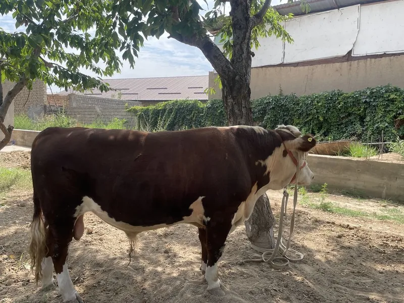 Mol sotiladi