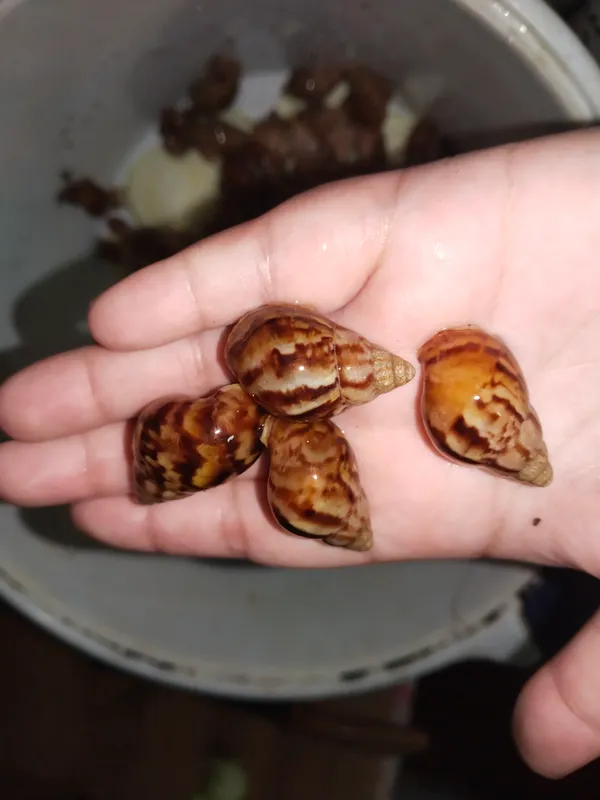 Ulitkalar sotilad ajinlarga doglarga foydaa — фото 3
