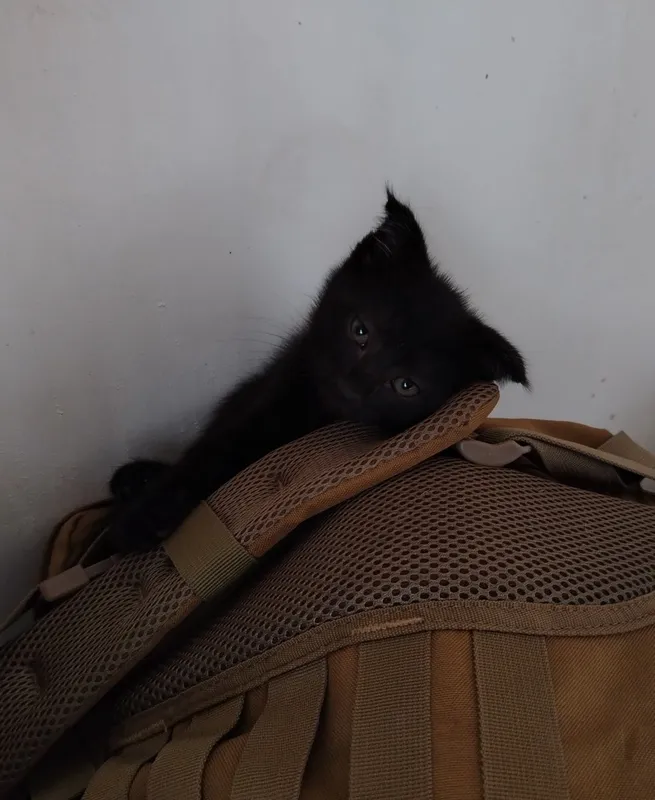 Ласковая черная кошка, приучена к лотку. В добрые руки.