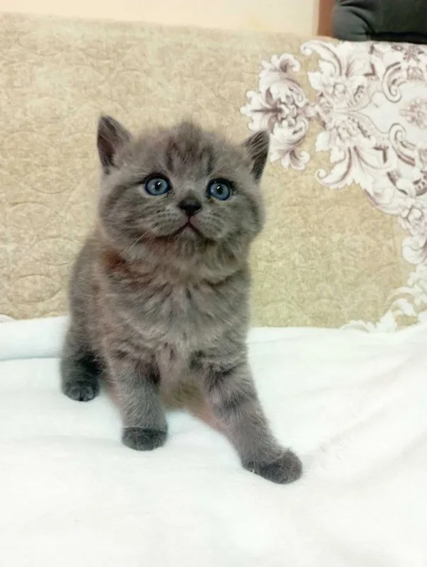 Продам котят 1 месяц — фото 2