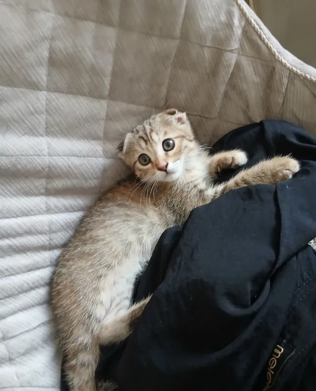 Здоровые котята 2 Здоровые котята 2