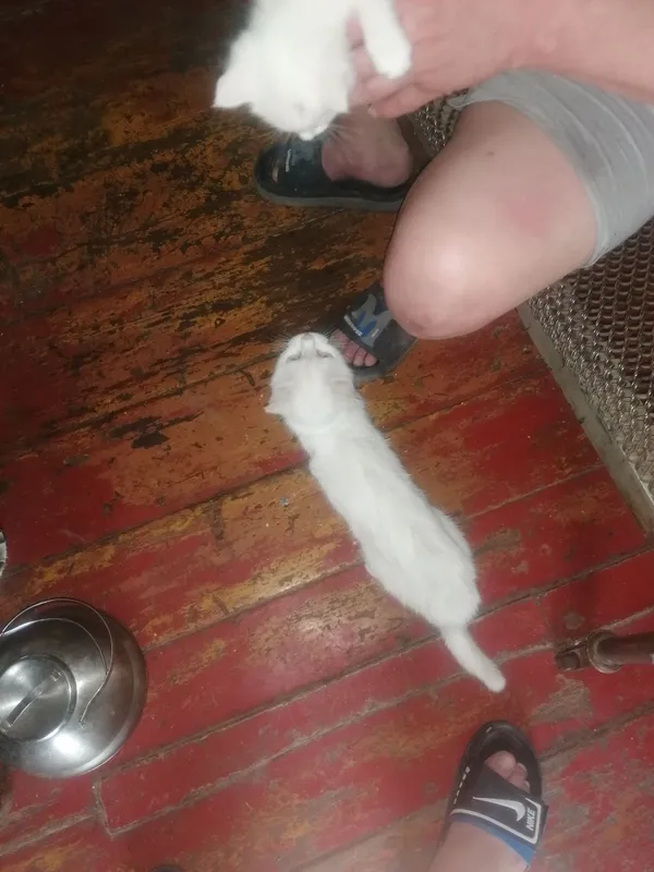 Котято домашние здоровые — фото 3