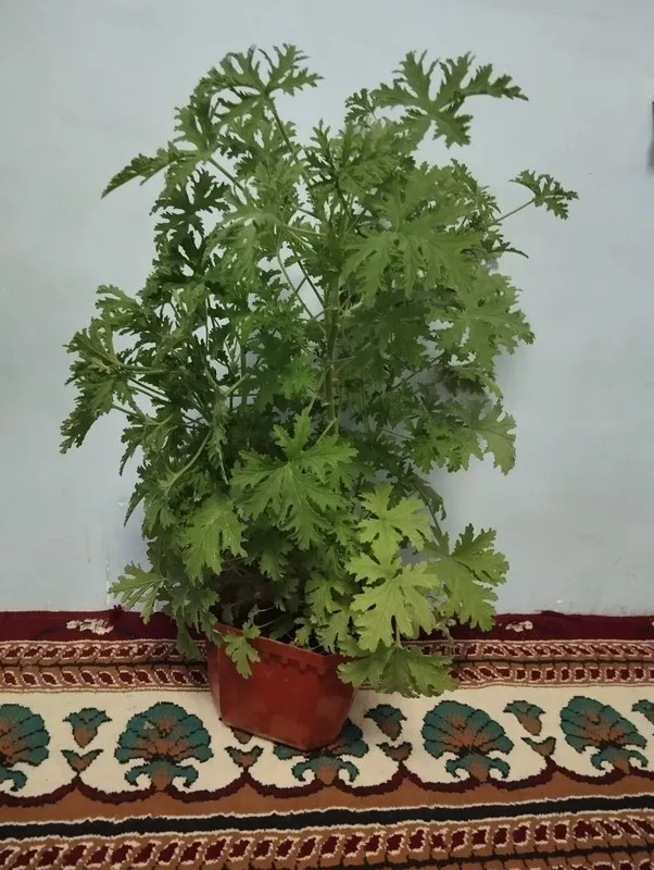 Pelargoniya xonaki gullar sotiladi