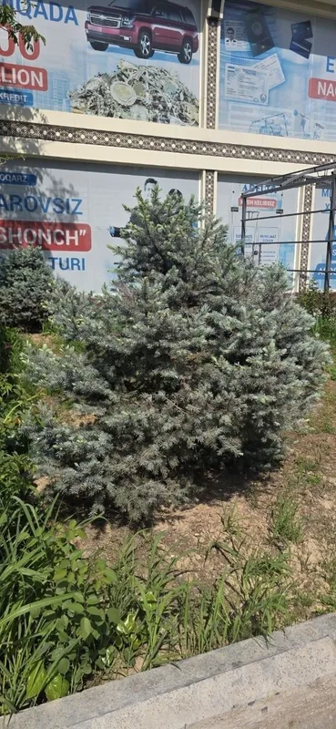 Серебристый елка. Цена 200$ — фото 2