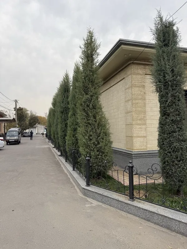 Продается кипарис, ёлка — фото 6
