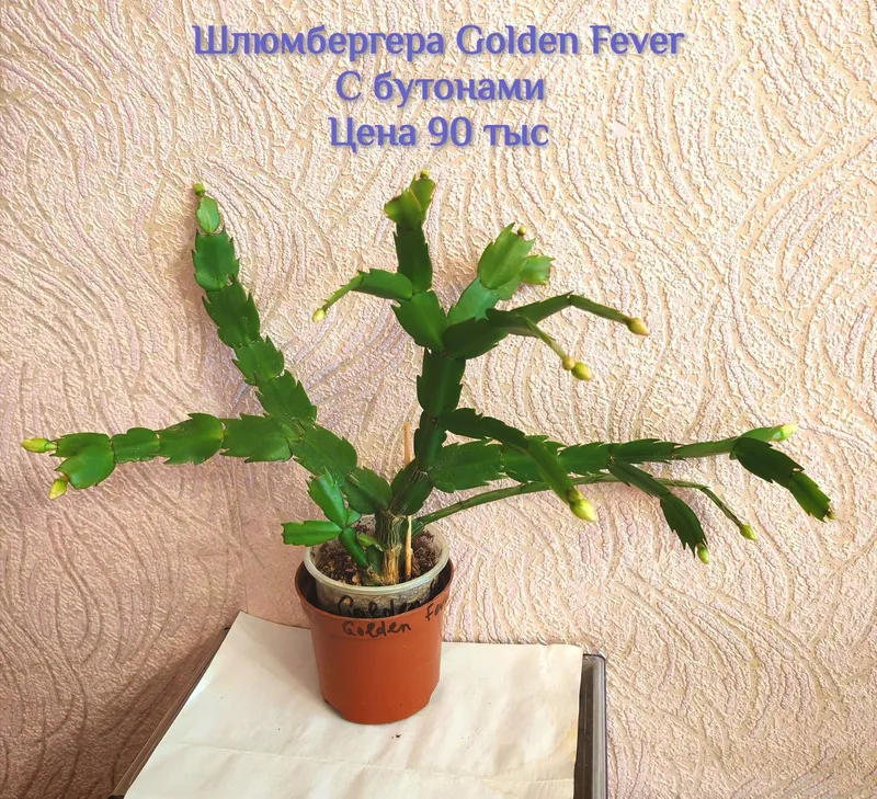 Шлюмбергера (декабрист) С БУТОНАМИ, сорт Golden Fever. — фото 4