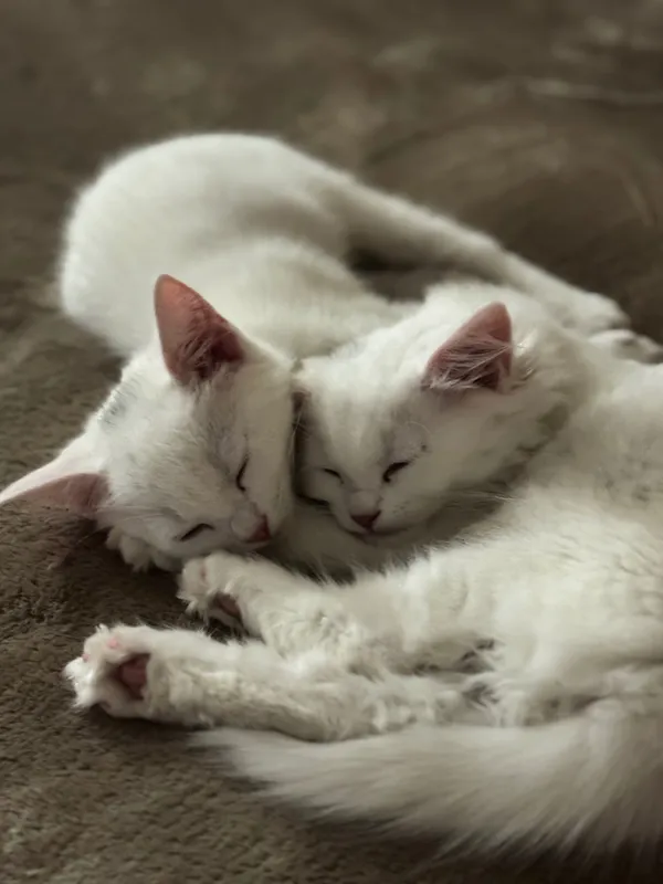 Котята в добрые руки — фото 2