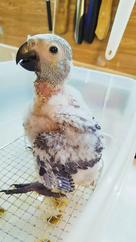 Jako Kongo bolasi 4