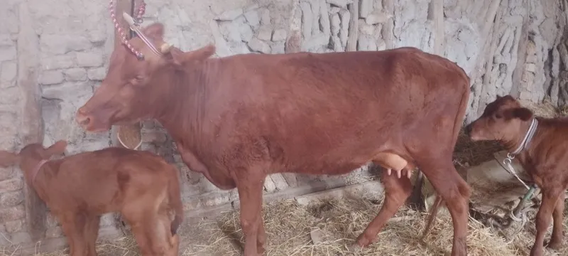 Srochniyga ona bola sigir sotiladi kafolati bilan 6