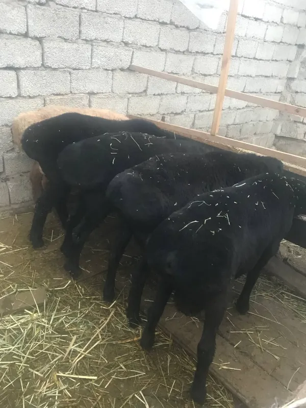 Qurbonlik uchun qoy qassob xizmatlari — фото 2