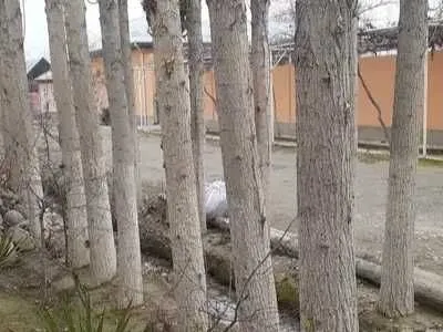Терак дарахтларини сотаман Сам.вилояти Жомбой туманида