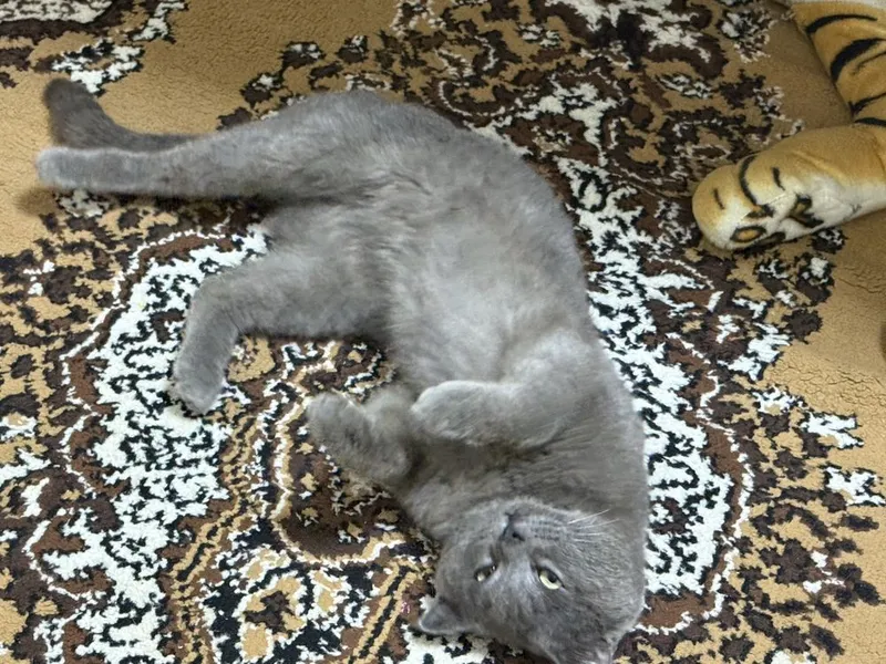 British shorthair Srochno sotiladi — фото 4