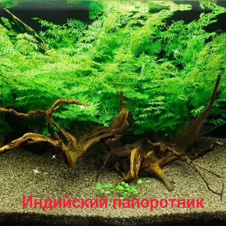 Продам папоротник Индийский аквариумный — фото 1
