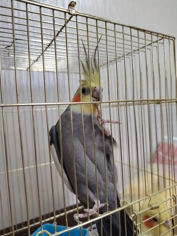 Qushlar sotiladi donasi 400 ming beriladi — фото 3