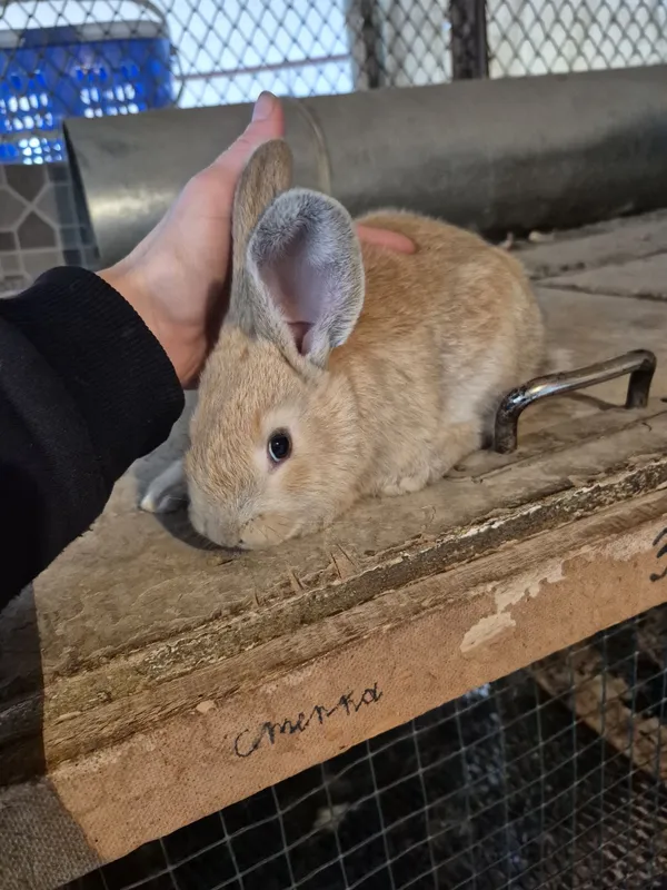 Продаются 1 месячныей крольчата — фото 1