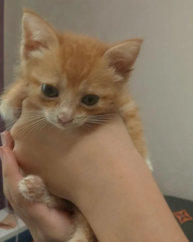 Котёнок мальчик.. срочно ищем дом. Срочно