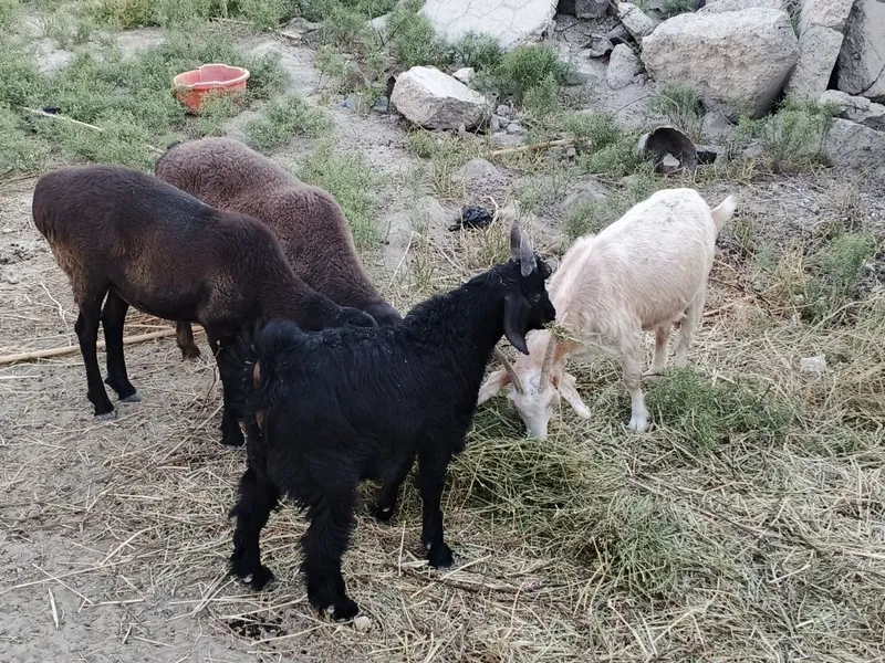 Quylar echkilarrr sotiladi 3