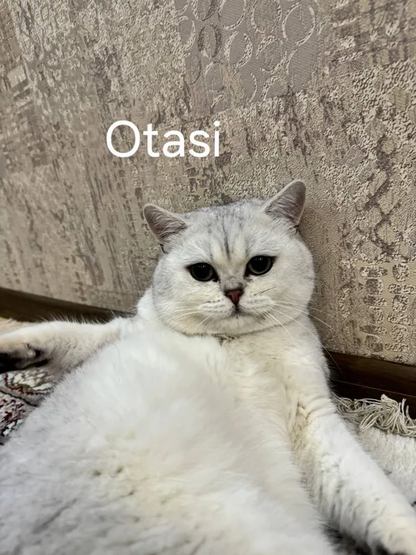 Oq scotish straight 1.5 oylik qiz bola 2 Oq scotish straight 1.5 oylik qiz bola 2