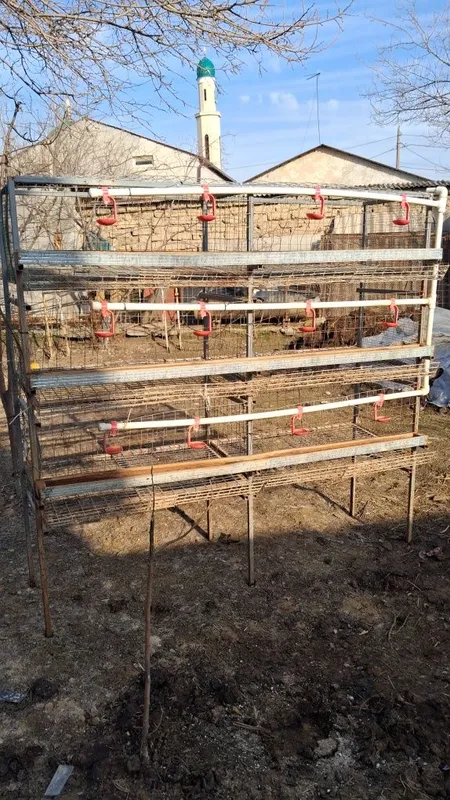 Tovuq Katak Abmen Tovuqlaga