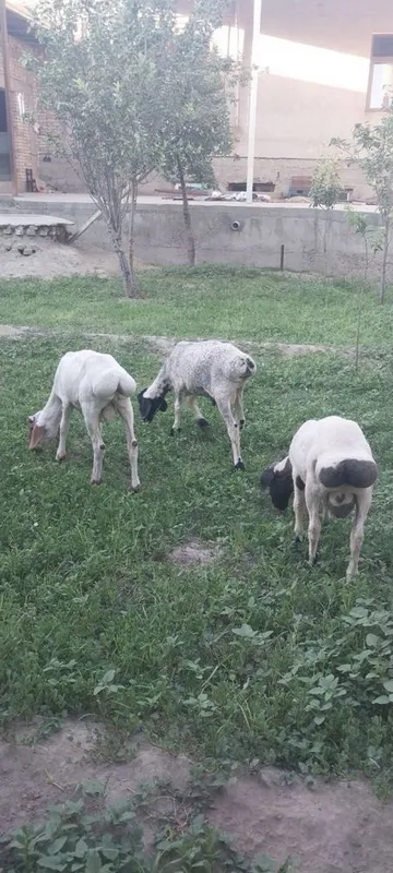 Кучкорчалар сотилади. 8