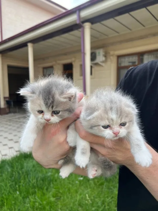 котята скотиш фолд