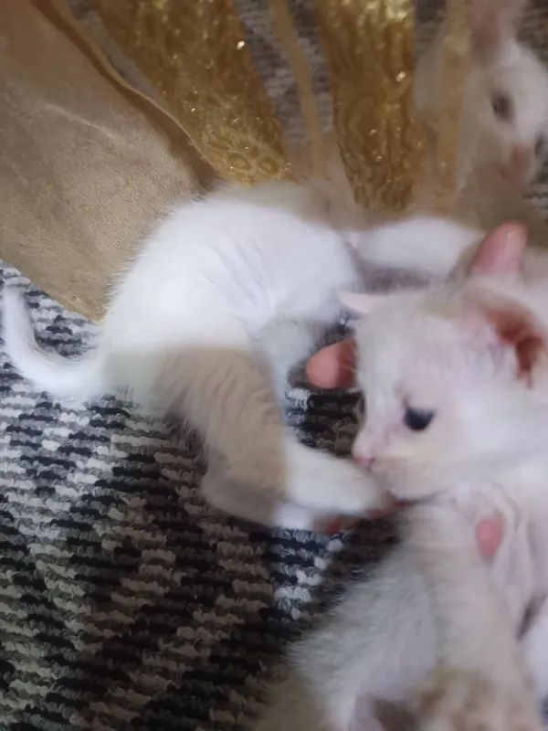 отдам бесплатно котята — фото 2
