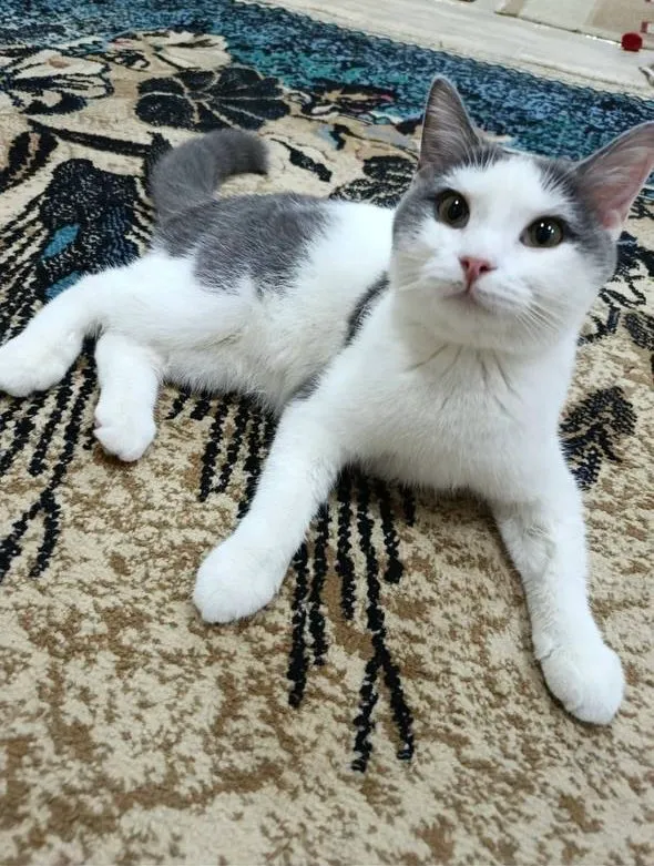 Кошка в добрые руки 1 Кошка в добрые руки 1