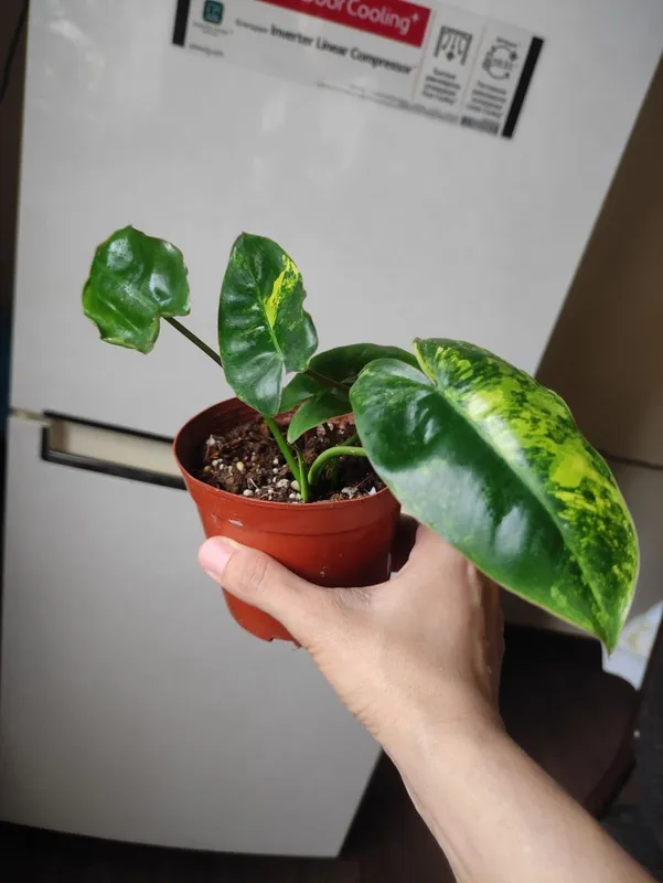 Филодендрон Бурле Макс Вариегатный (Philodendron Burle Marx Variegata — фото 3