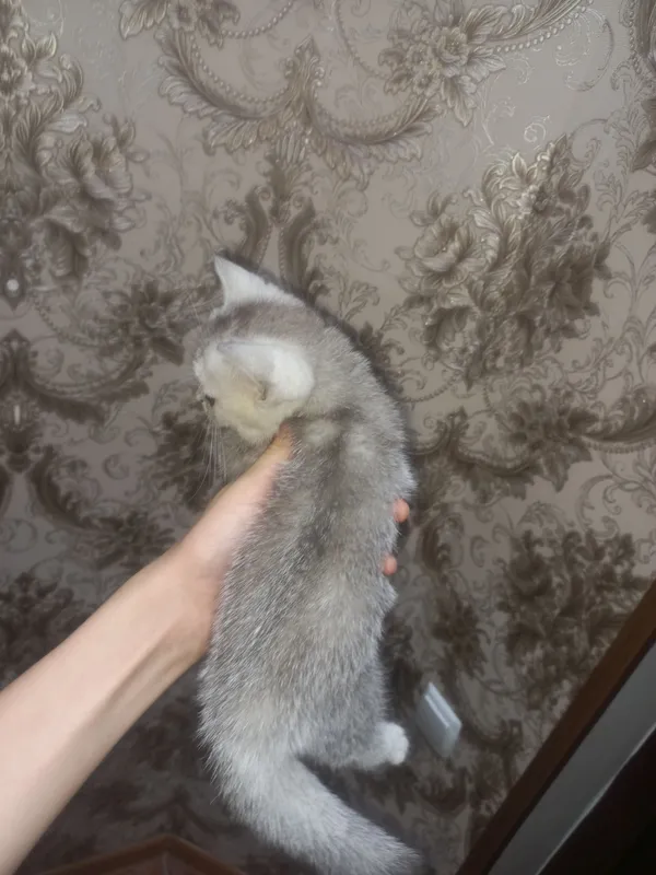 продаю пародистых котят 7