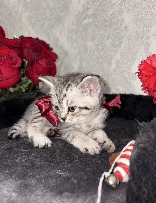 Шиншилла Мальчик, котенок 1,5 мес — фото 2