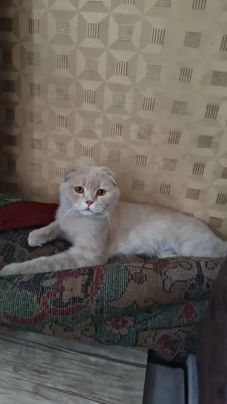 mushuk